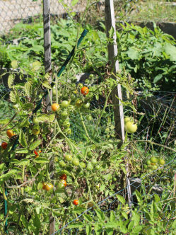 garden tomatoes web